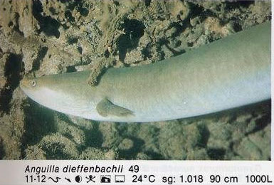 Anguilla dieffenbachii